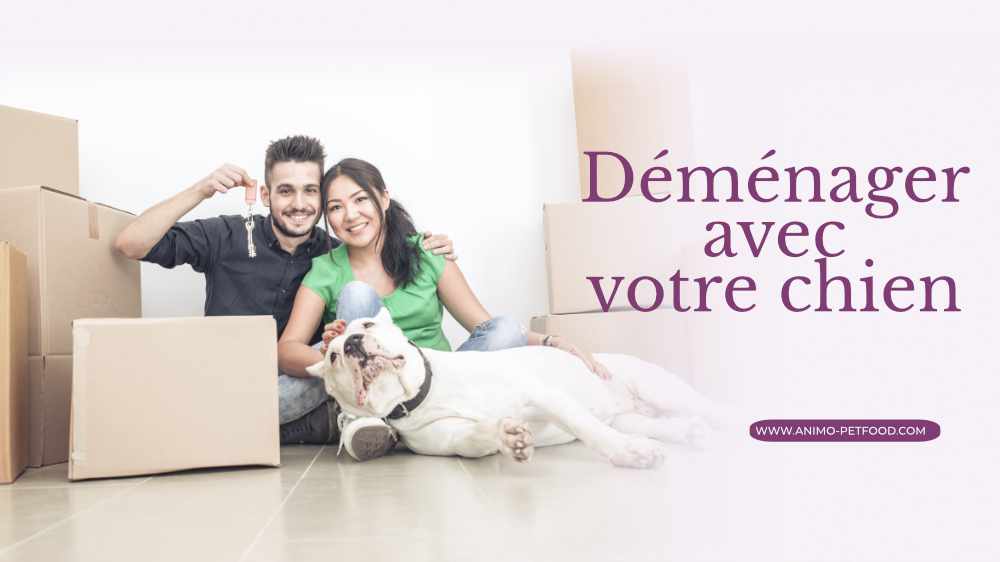 demenager-avec-votre-chien